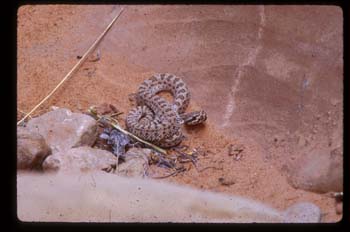 Pygmy Rattlesnake
